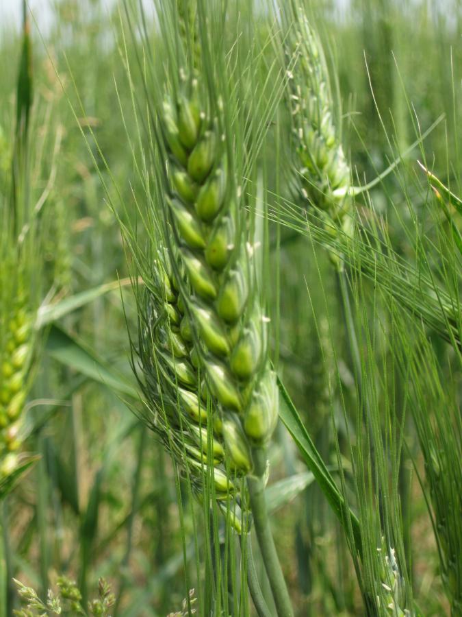 Le quattro varietà di frumento di grano tenero del campo di Roletto
